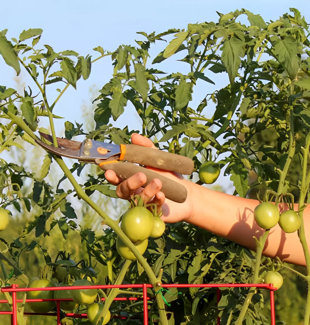 tailler les tomates avec des secateurs pour ameliorer la croissance du plant