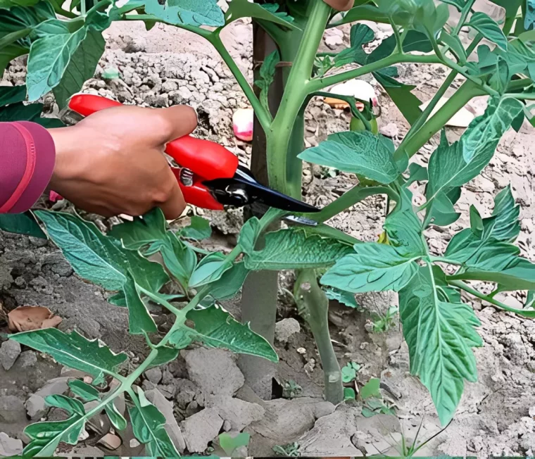 tailler un plan d3 tomates avec des secateurs