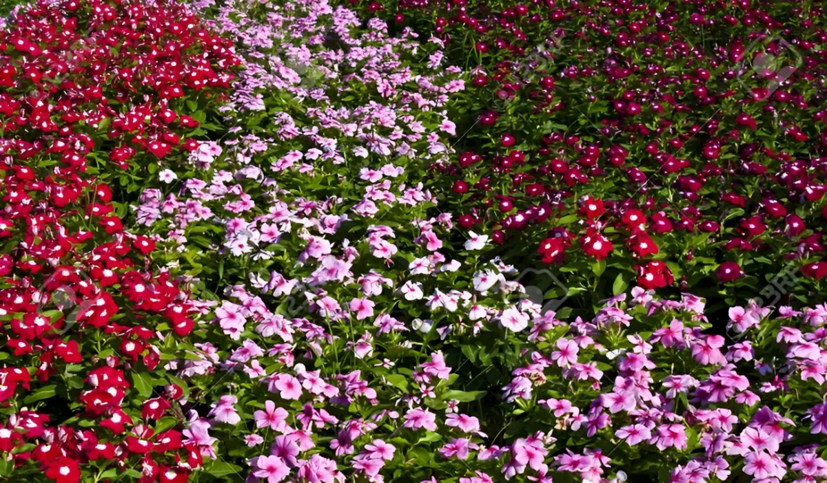 tapis fleuri de pervenche de madagascar couleur rose rouge violette