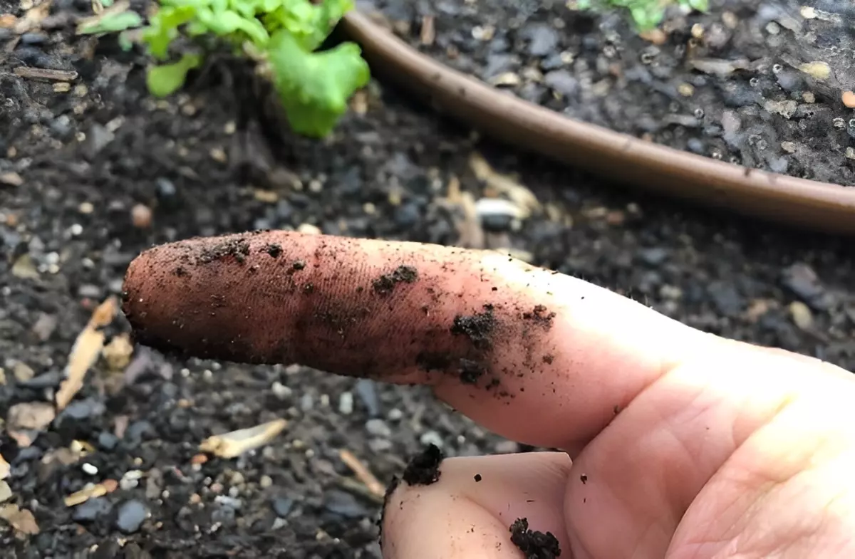 test de doigt pour verifier l humidite du sol