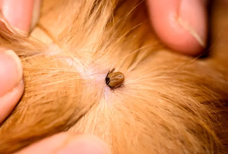 tique enfoncee dans la peau d un chien a poile beige