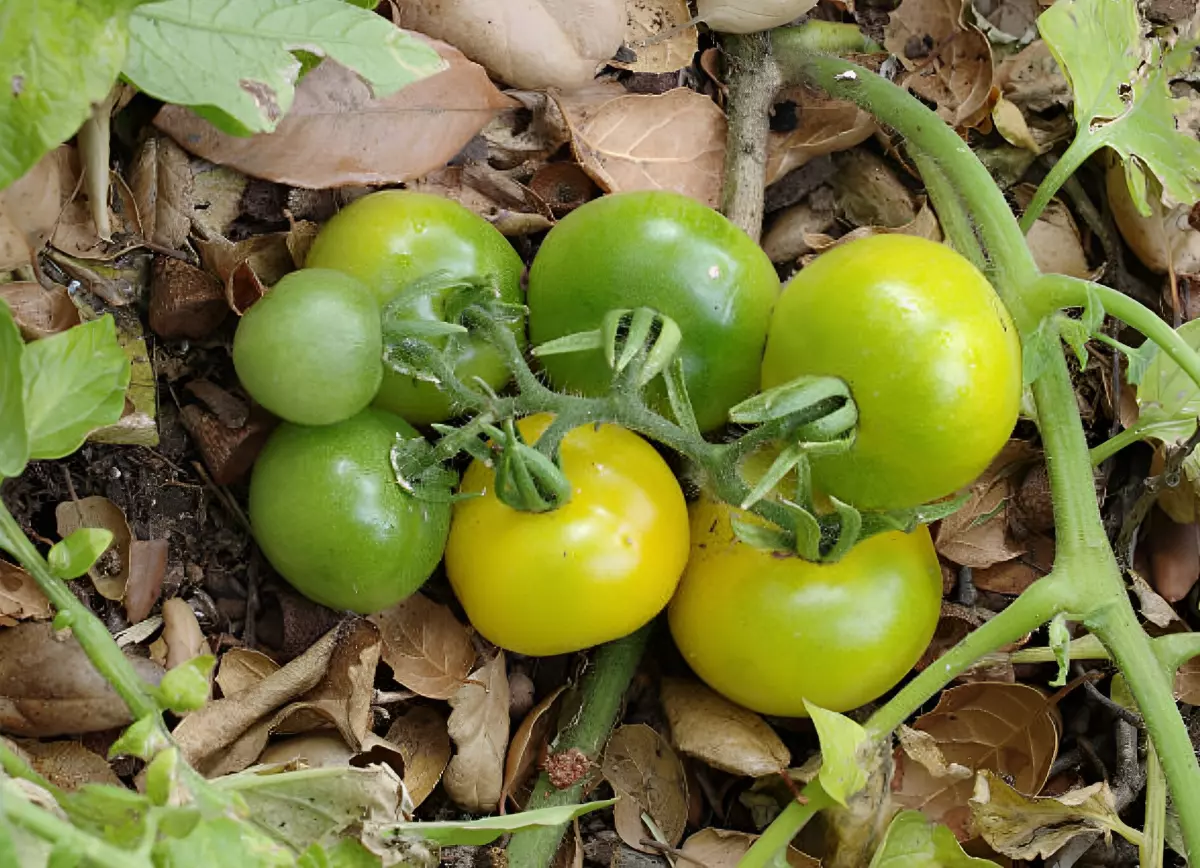 tomates a l automne encore vertes sur fond de feuilles mortes