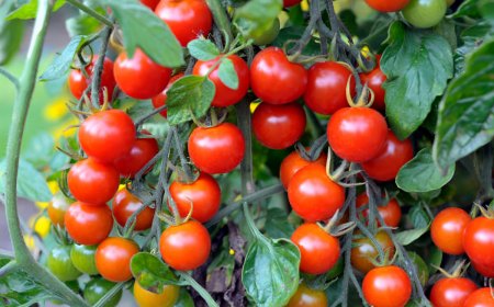 tomates rouges rondes en abondance au potager