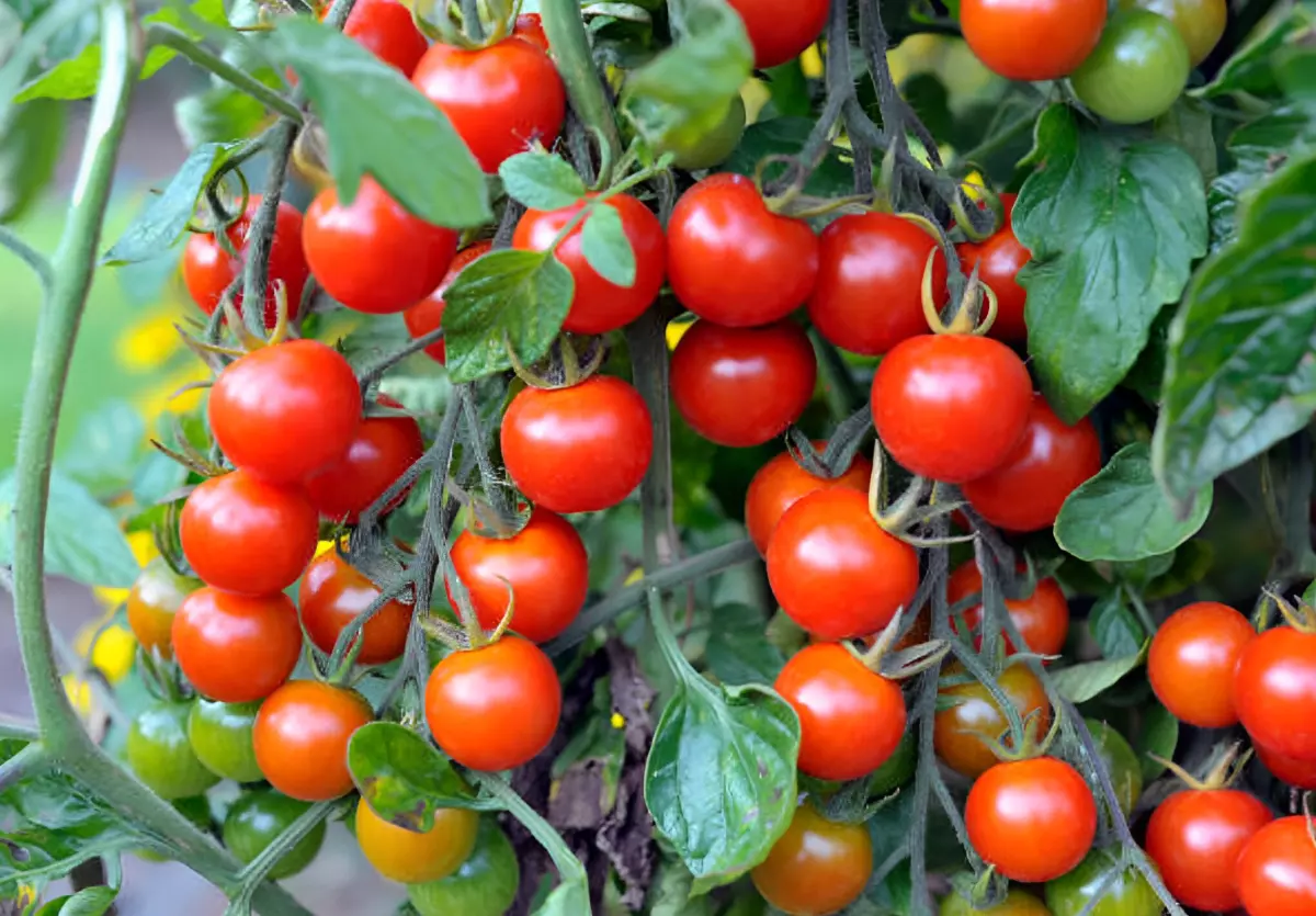tomates rouges rondes en abondance au potager