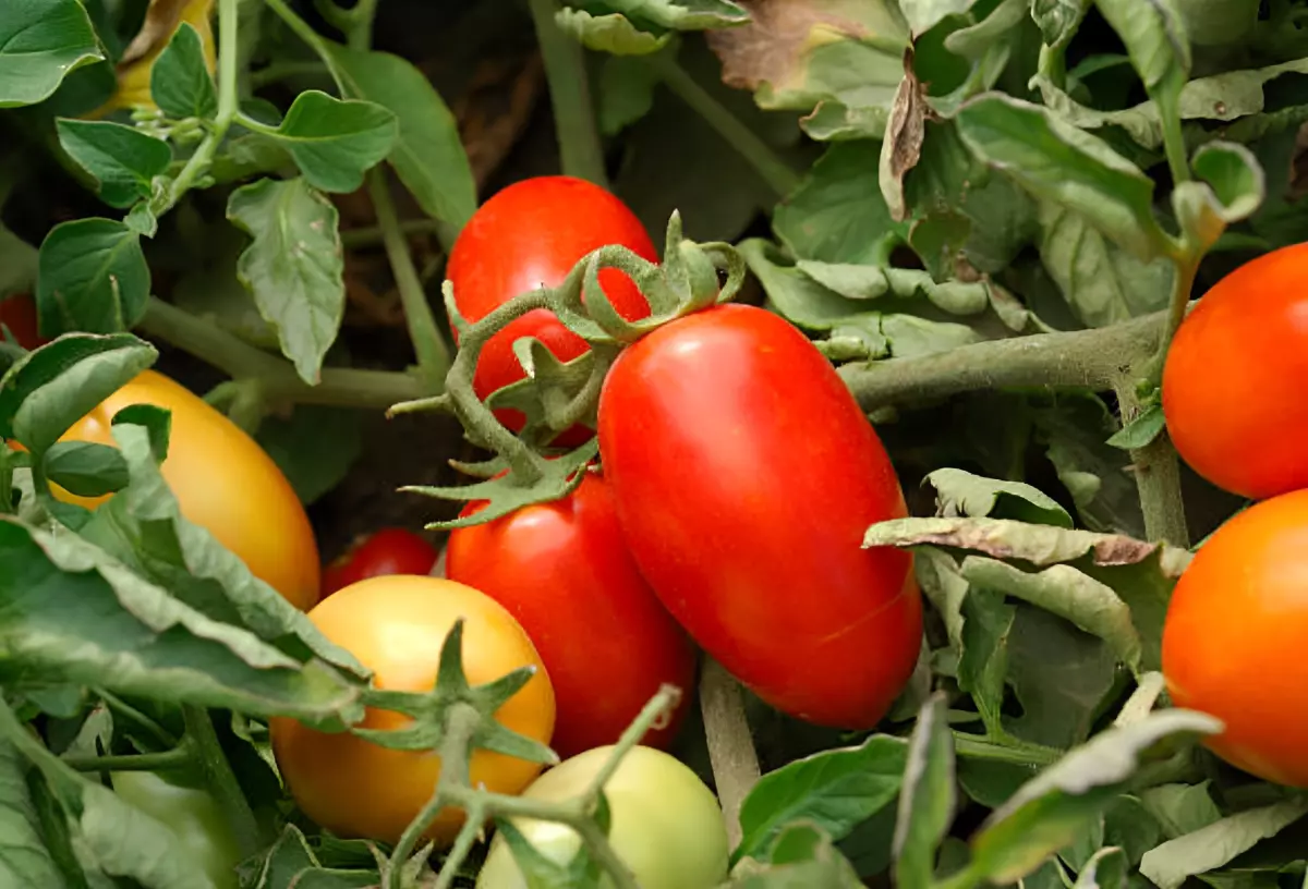 tomates variete roma rouges vertes et jaunes