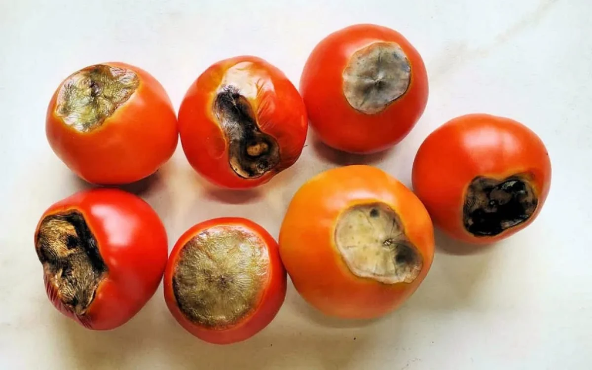 tomato rot 1024x640