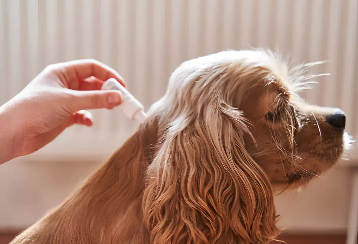 traitement contre les tiques d un chien a poile beige