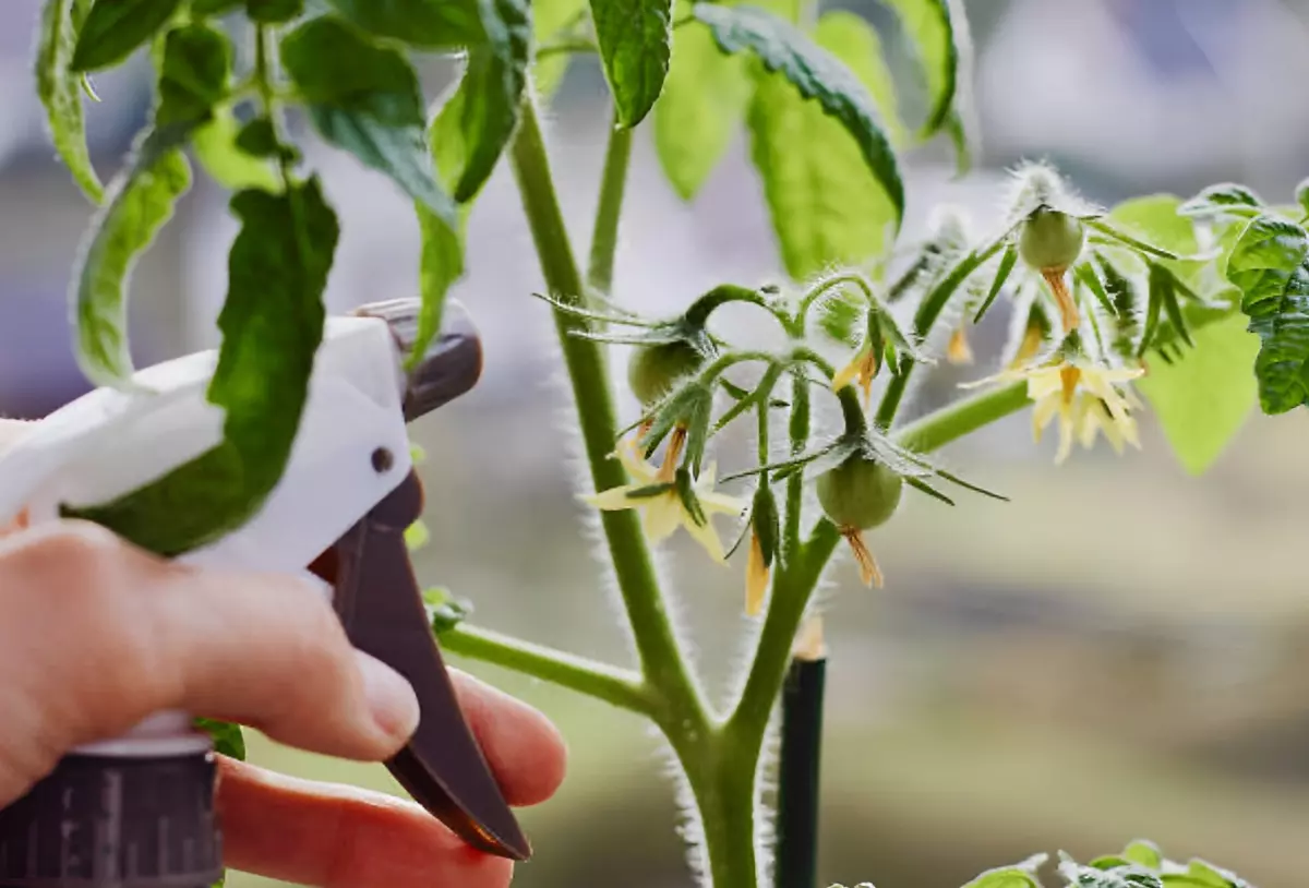 traitement d un plant de tomates pour prévenir les carences et les maladies