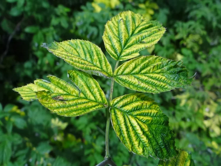 traitement de prevention de la chlorose feuilles legerment jaunies