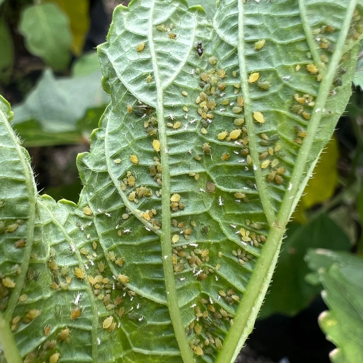traitement naturel pucerons sur feuilles verte peaux de banane