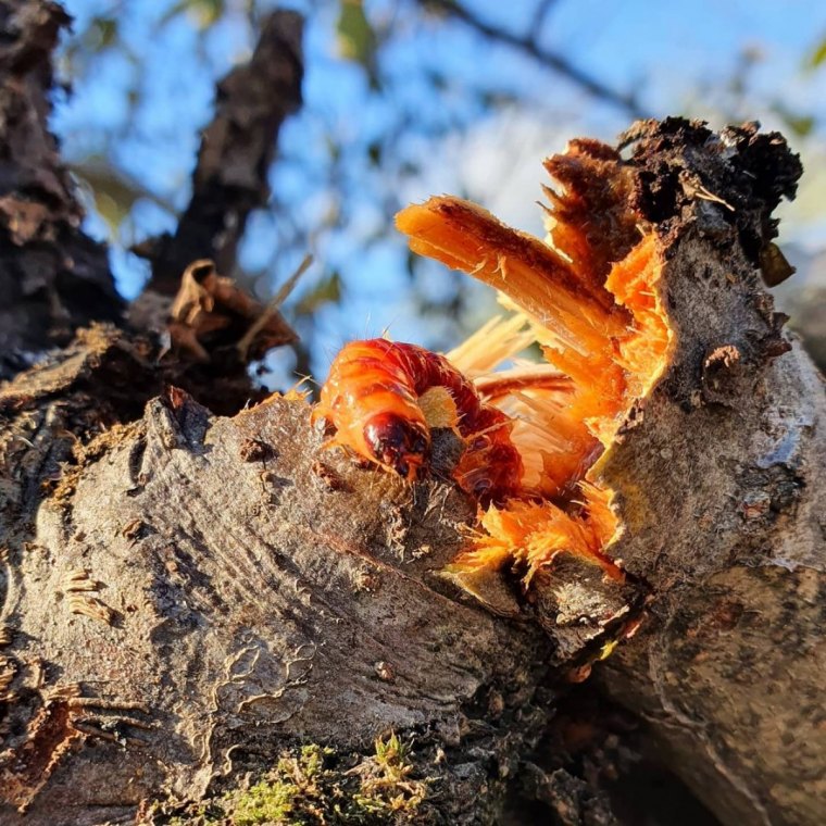 traitement pour le cossu gate bois sur un arbre fruitier