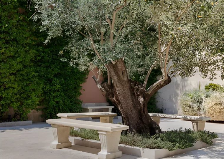 trois bancs en pierre qui entourent un olivier avec un tronc epais