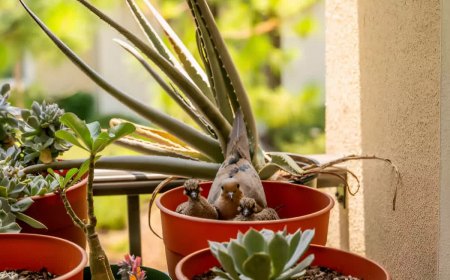 trois pigeons nichent dans un pot sur un balcon entoures de plantes vertes en pot