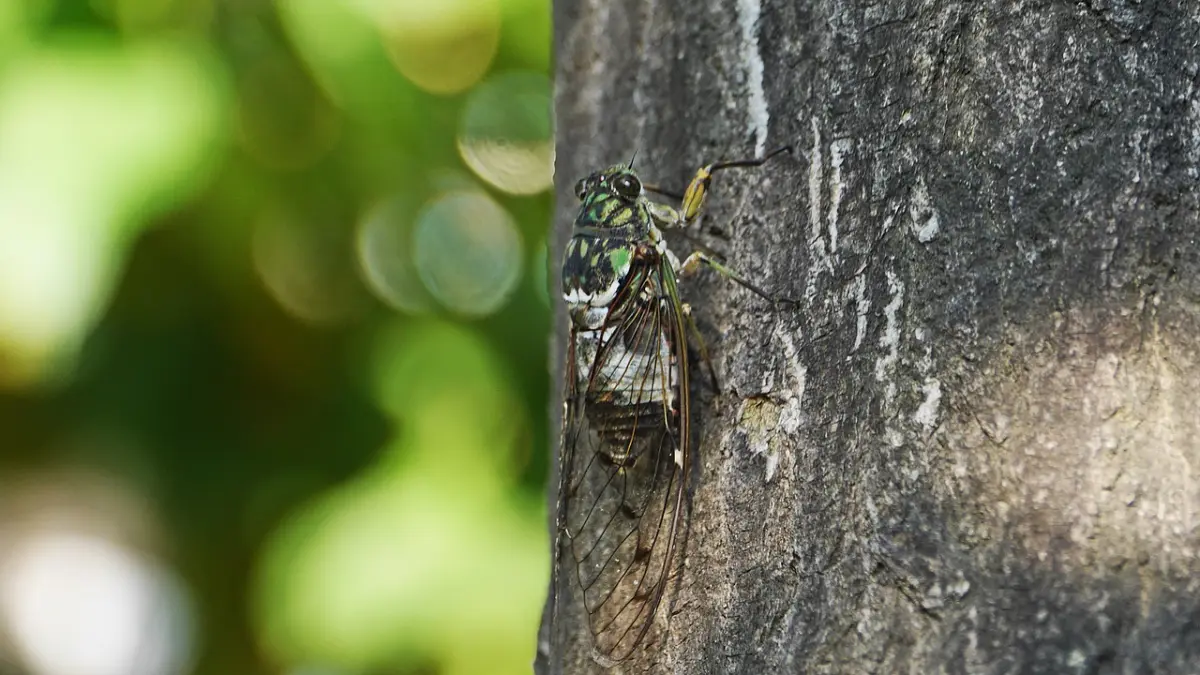 tronc arbre ecorce insectes environnement nature lumiere soleil cigale