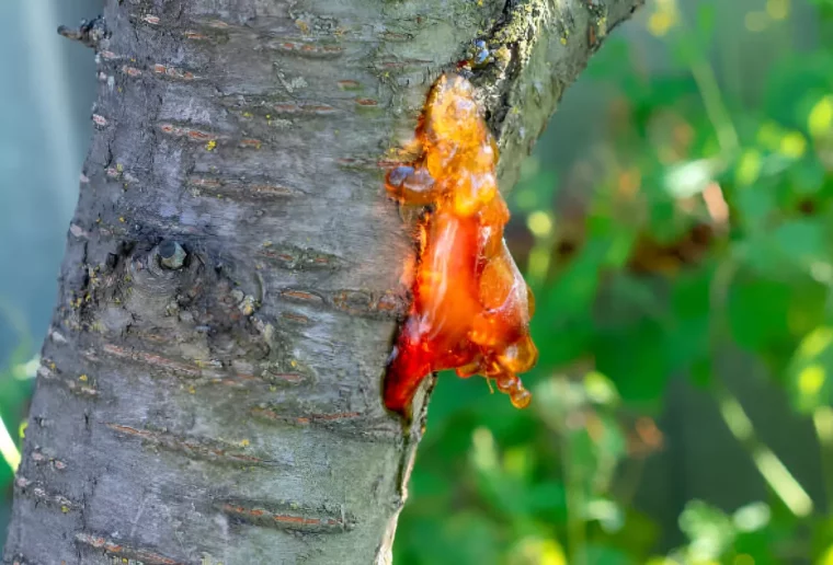 tronc d un arbre atteint d une gommose avec le gros plan de la seve orange