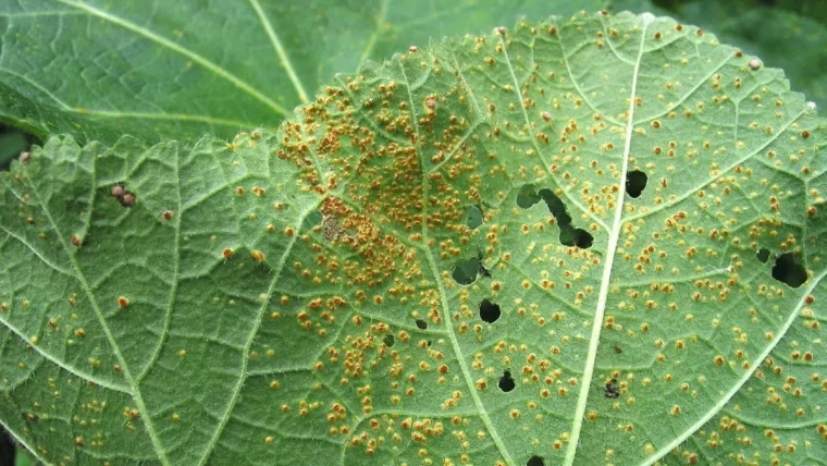 trous sur feuilles nervures plante malade champignons rouille taches