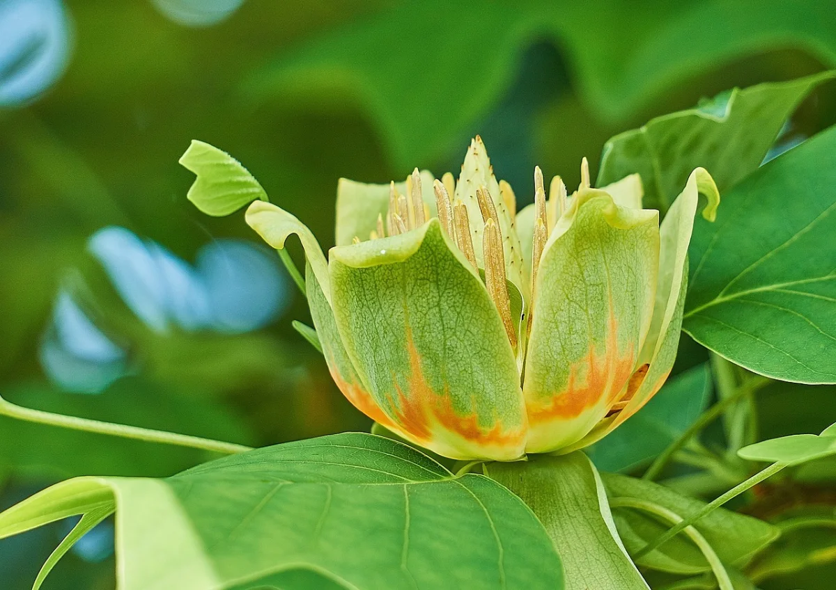tulipier de virginie feuillage vert clair fleurs jaunes nature
