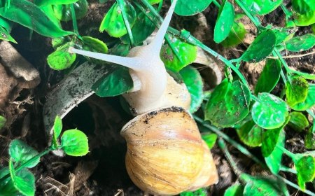 un escargot qui mange de la salade verte