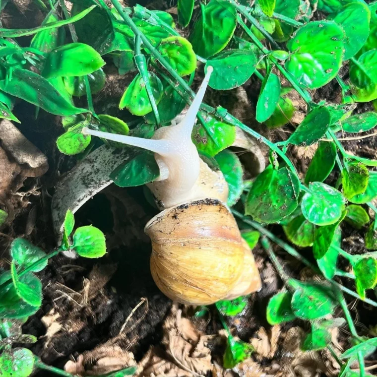 un escargot qui mange de la salade verte