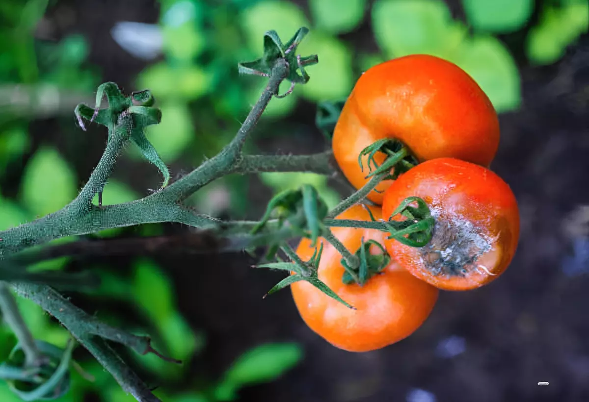 un fruit sur trois contamine par la moisissure grise des tomates