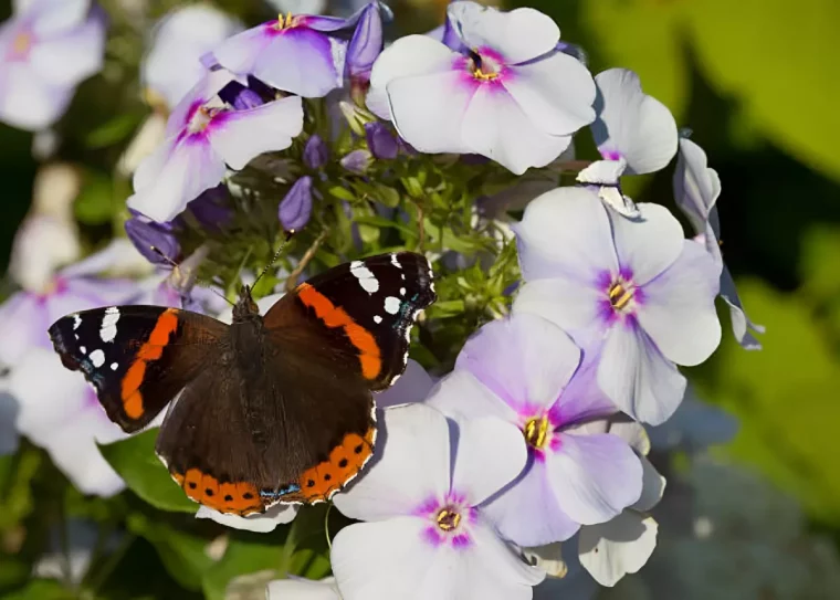 un papillon au milieu de la. ou le de fleurs blanches du phlox