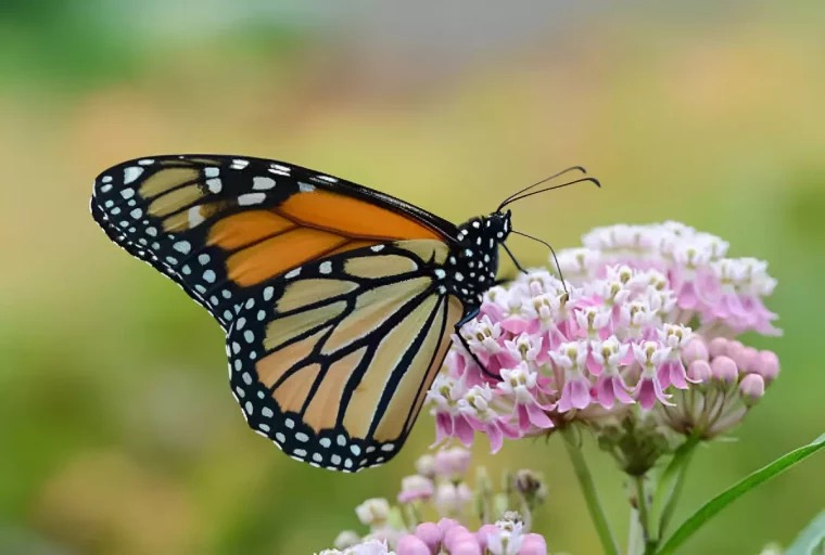 un papillon de profil sur le bouquet de fleurs couleur rose et blanche de l asclepiade