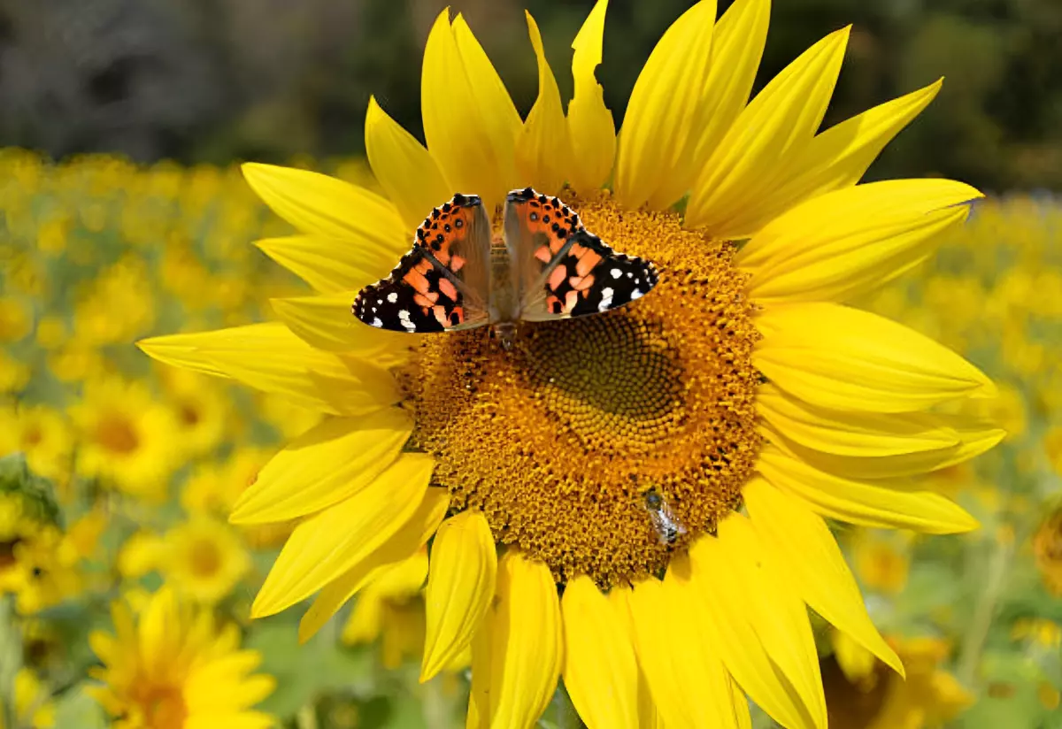 un papillon et une abeille sur une fleur jaune de tournesol