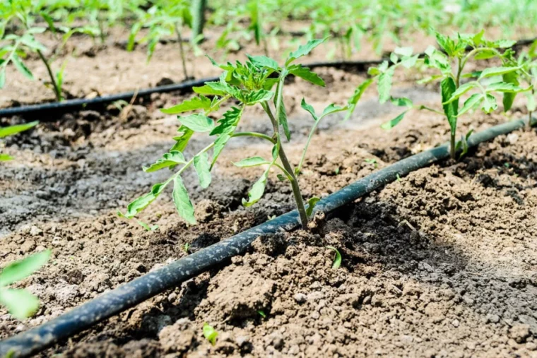 un tuyau d arrosage goutte a goutte plant de tomates