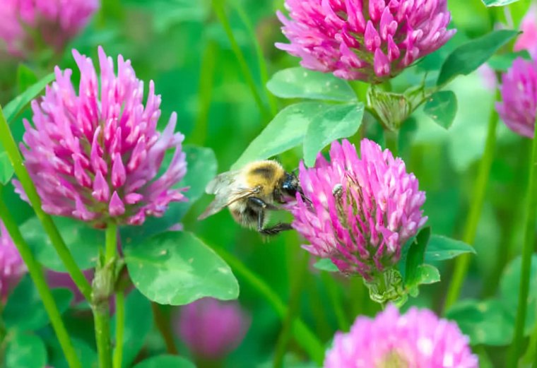 une abeille au centre sur une fleur rose de trefle