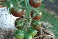 Pouquoi mes tomates ne grossissent pas ou restent vertes ? Explications et conseils de culture à suivre
