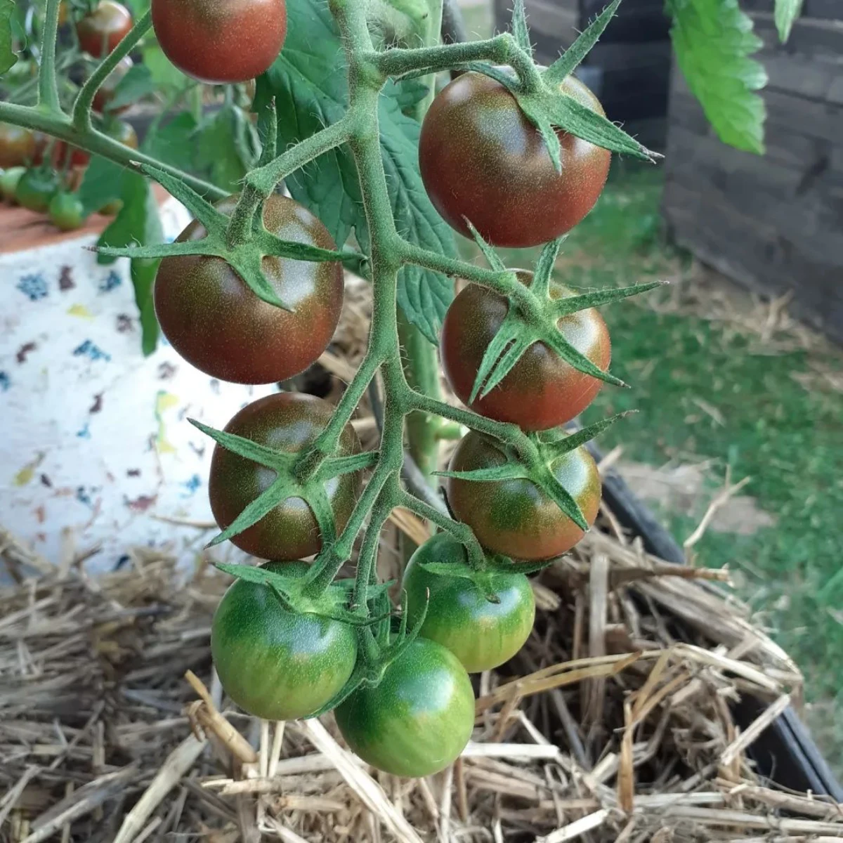 une grappe de tomates rouges et vertes