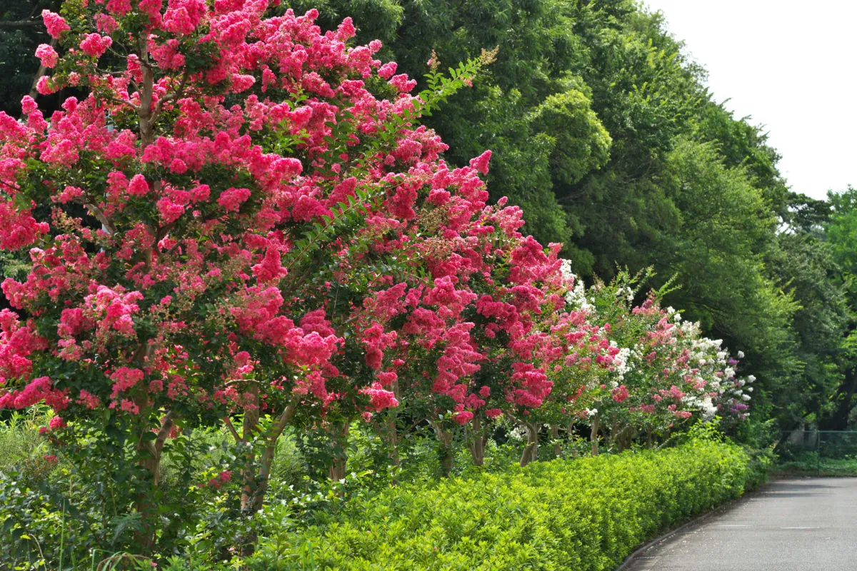 une haie d arbuste basse vesrte lilas des indes couleur rose