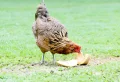 Peau de melon pour les poules : les bienfaits pour leur santé