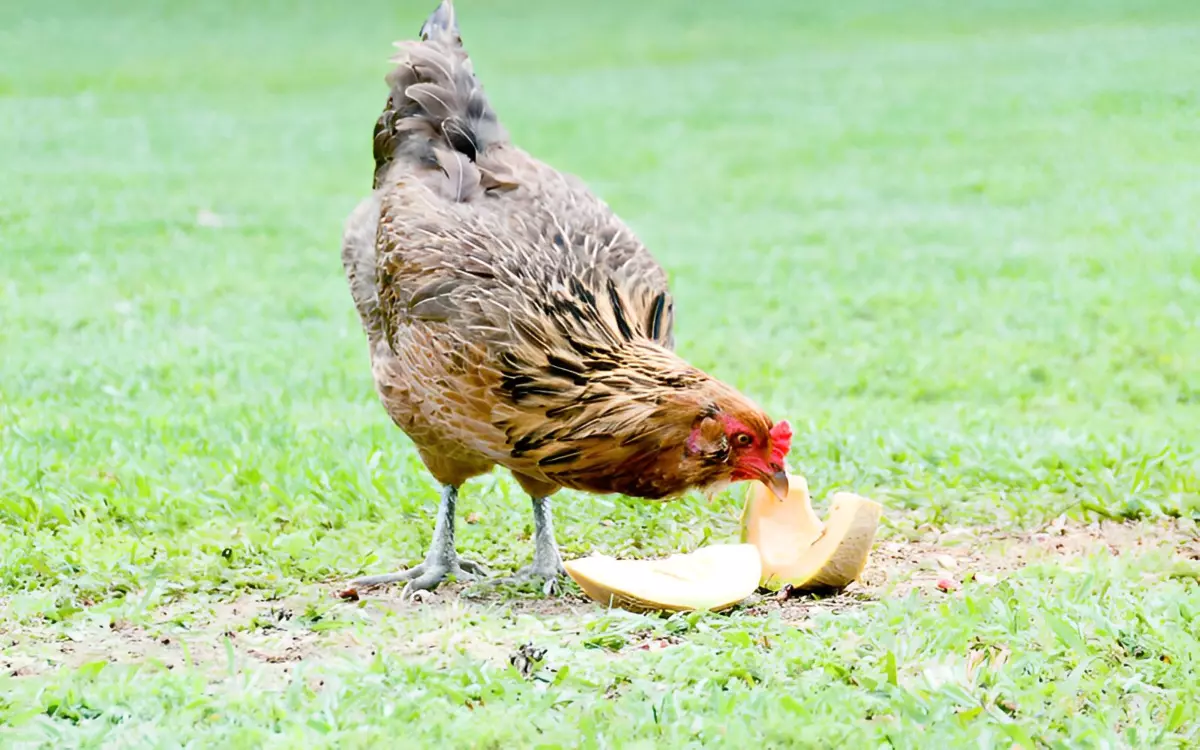 une poule sur une pelouse verte qui mange de la peau de melon