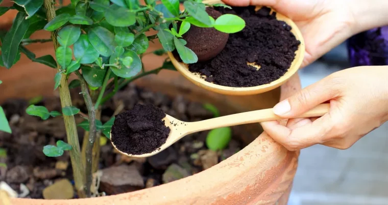 utilisation marc cafe jardin pot bol bois cuillere conteneur terre cuite plante verte