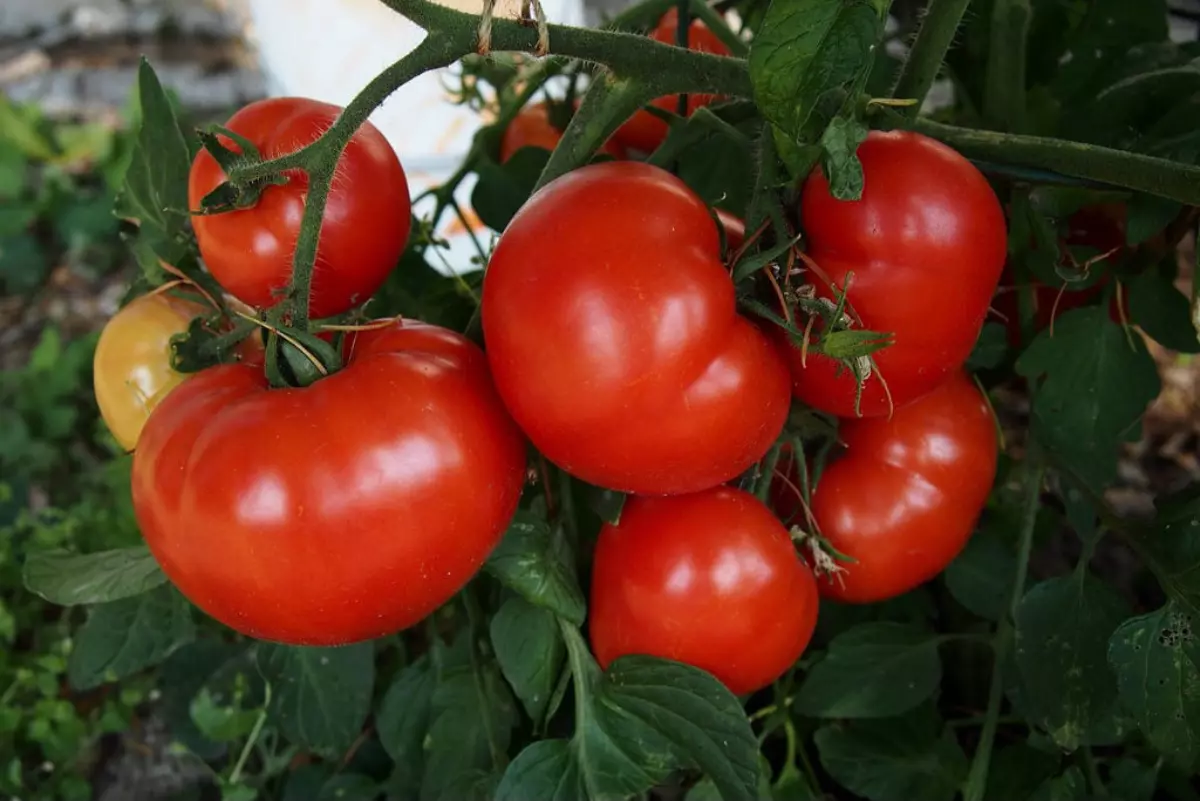 variete de tomates early girl bien rouges