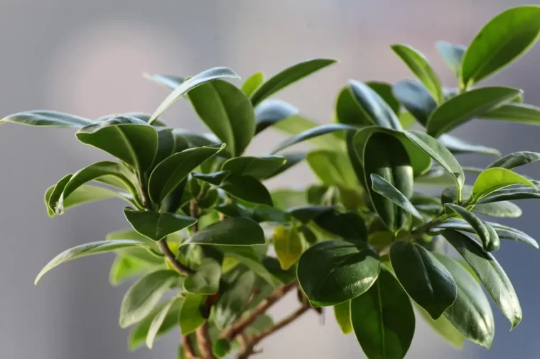 varietes plantes vertes interieur ficus feuille vert fonce tiges soleil reflets lumiere