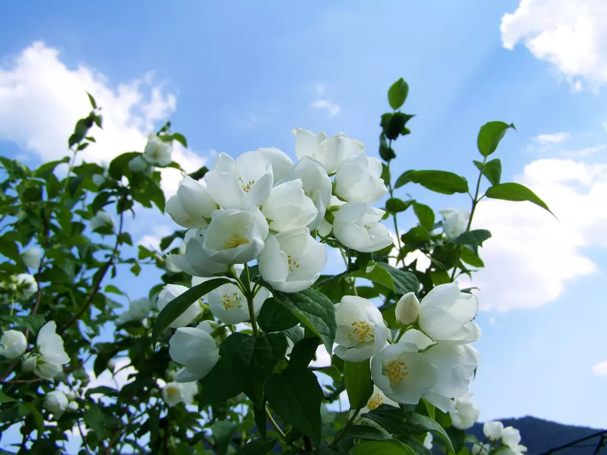 vue de dessous des fleurs blanches de jasmin sur fond de ciel bleu avec des nuages blancs