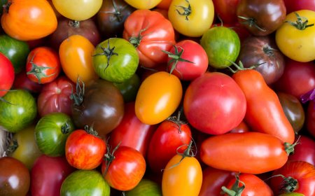 vue de dessus d un tas de toute sorte de variete de tomates cueillies a point