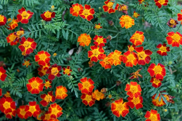 vue de dessus de fleurs de soucis couleur jaune vif et orange brulant