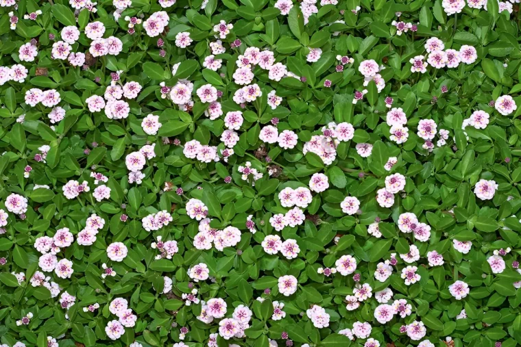 vue de dessus de la pelouse de phyla nodiflora avec ses petites fleurs blanc roses