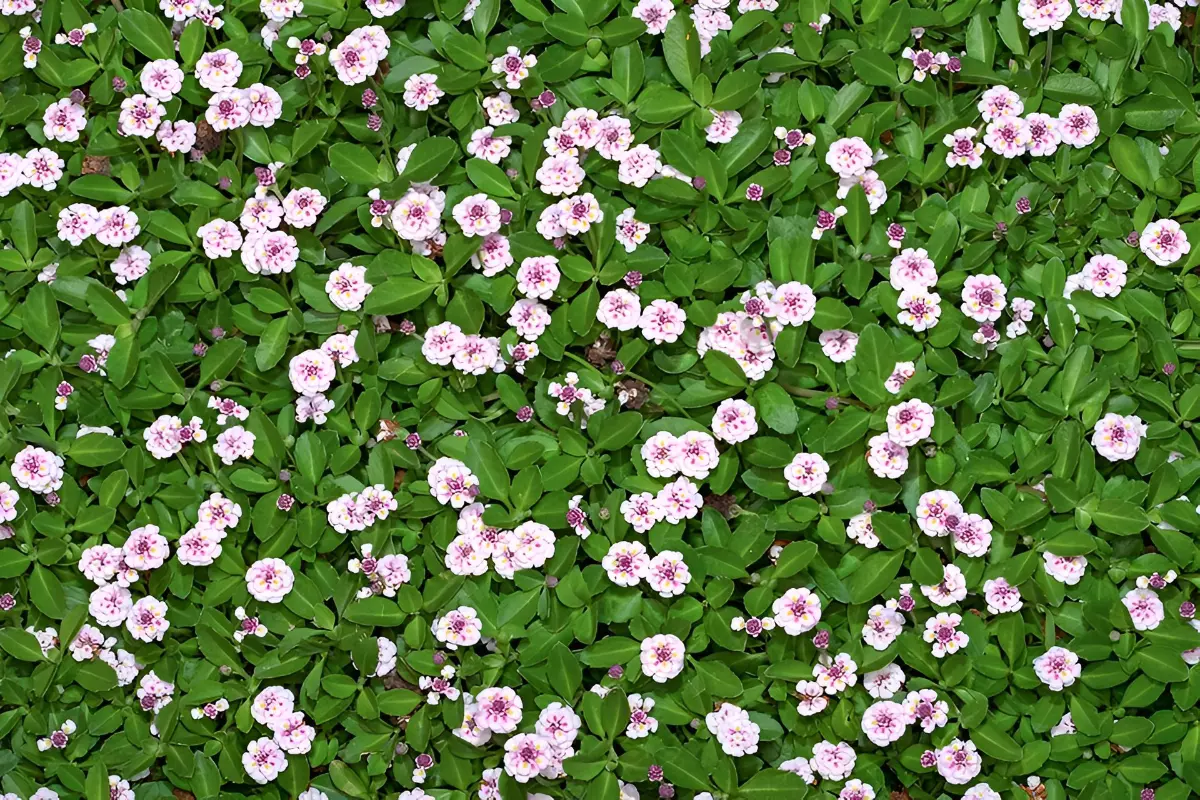 vue de dessus de la pelouse de phyla nodiflora avec ses petites fleurs blanc roses
