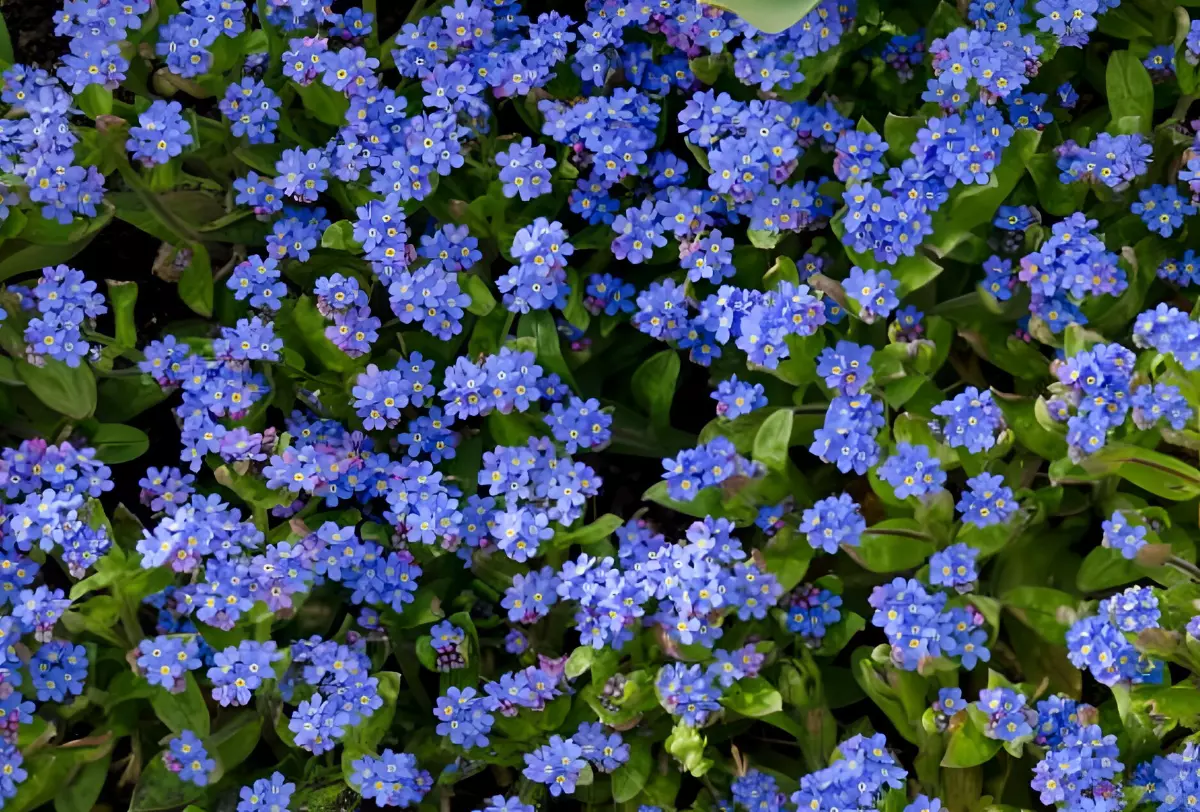 vue de dessus de la sure on dance des petites fleurs bleues de myosotis