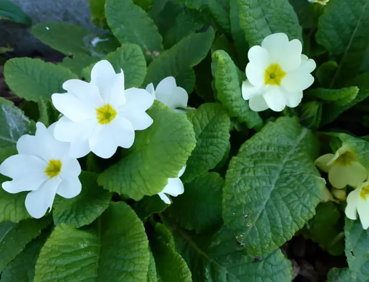 vue de dessus des fleurs blanches de primevere