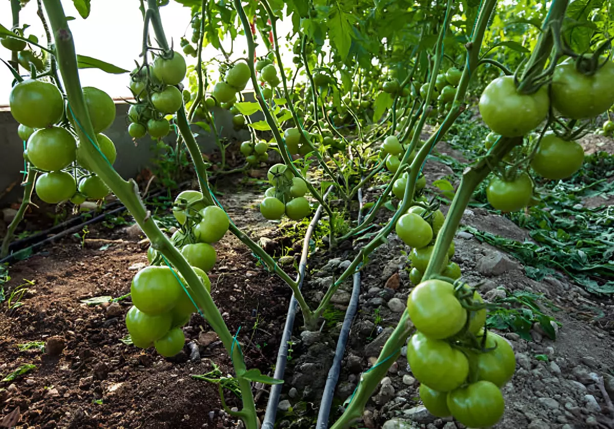 vue de l interieur d une rangee de plants de tomates avec des fruits verts