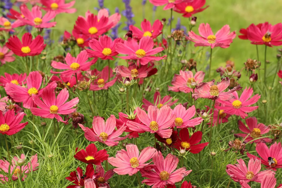 vue plongeante sur les fleurs roses pales et pourpre profond de cosmos