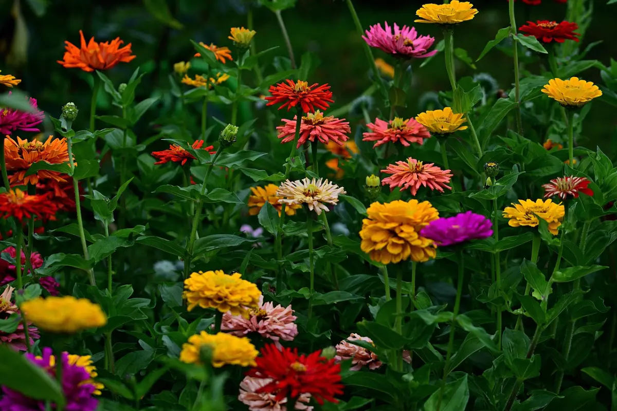 zinnias de couleurs multiples dans un jardin