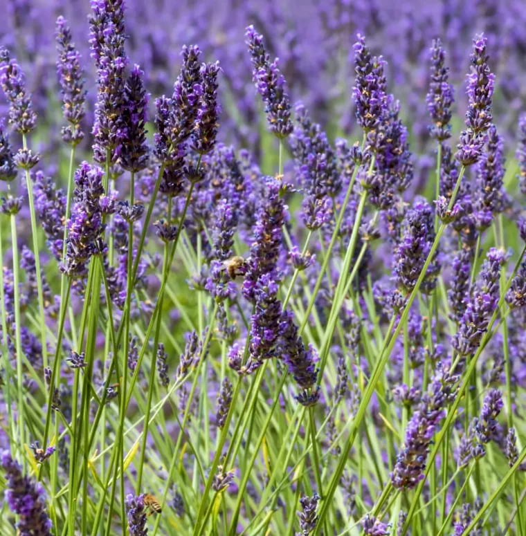 zoom sur les fleurs violette de lavande