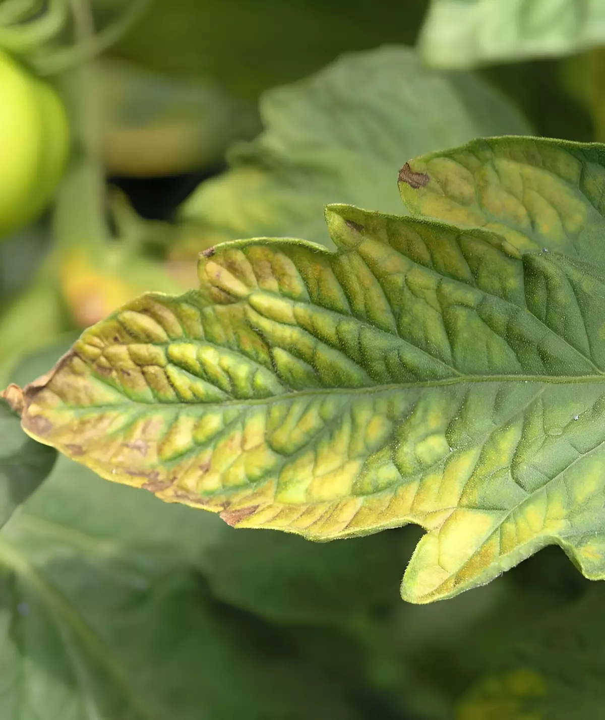 zoom sur une feuille de tomate jaunie avec des nervures vertes