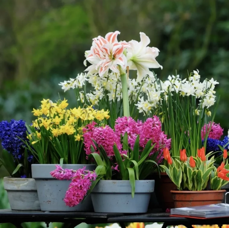 10 idees de jardin gratuites tout pour lameliorer sans un depenser un centime bulbes printemps